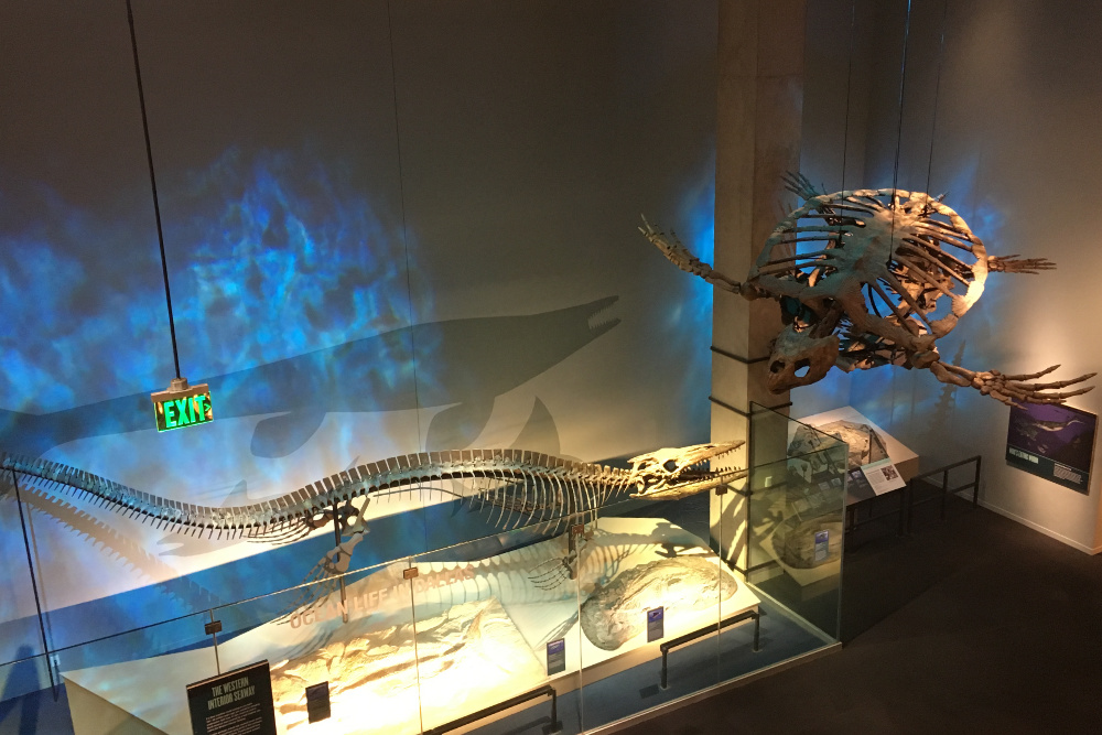 dinosaurs at perot museum